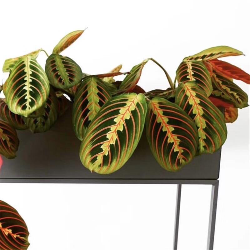 进口叶蝉竹芋 红蜻蜓竹芋 室内观叶竹芋盆栽 网红观叶