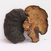 海南薄树灵芝 薄壳灵芝半边灵芝100克灵芝切片味道清香中药材泡酒