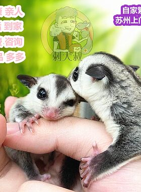 蜜袋鼯鼬活体宠物会飞宠大眼飞鼠