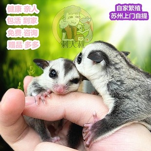宠物蜜袋鼯活体亲人鼬幼崽白脸马赛克宝宝网红小宠物飞鼠宝宝健康