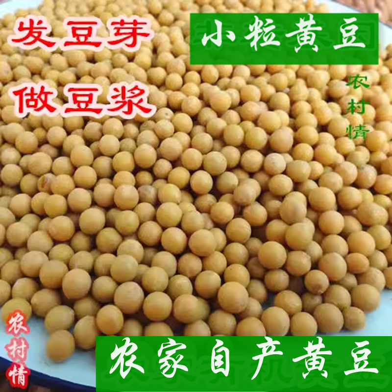 黄豆自种小粒黄豆发豆芽做豆浆