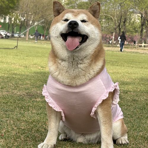 狗狗衣服夏季薄款透气防晒背心