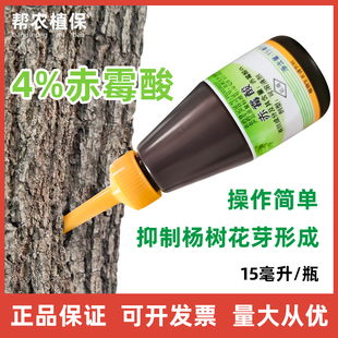 钱江絮宁赤霉酸杨树飞絮抑制剂杨树花芽开花农药插树使用15ml
