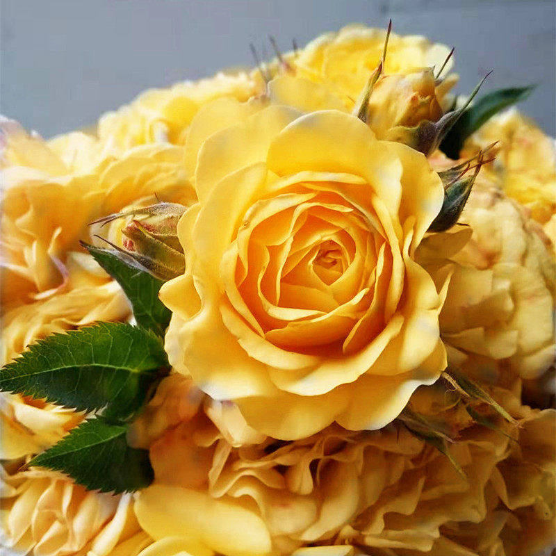 小花农月季坞欧月狮子座大花季多花月季玫瑰绿植盆栽阳台庭院花卉