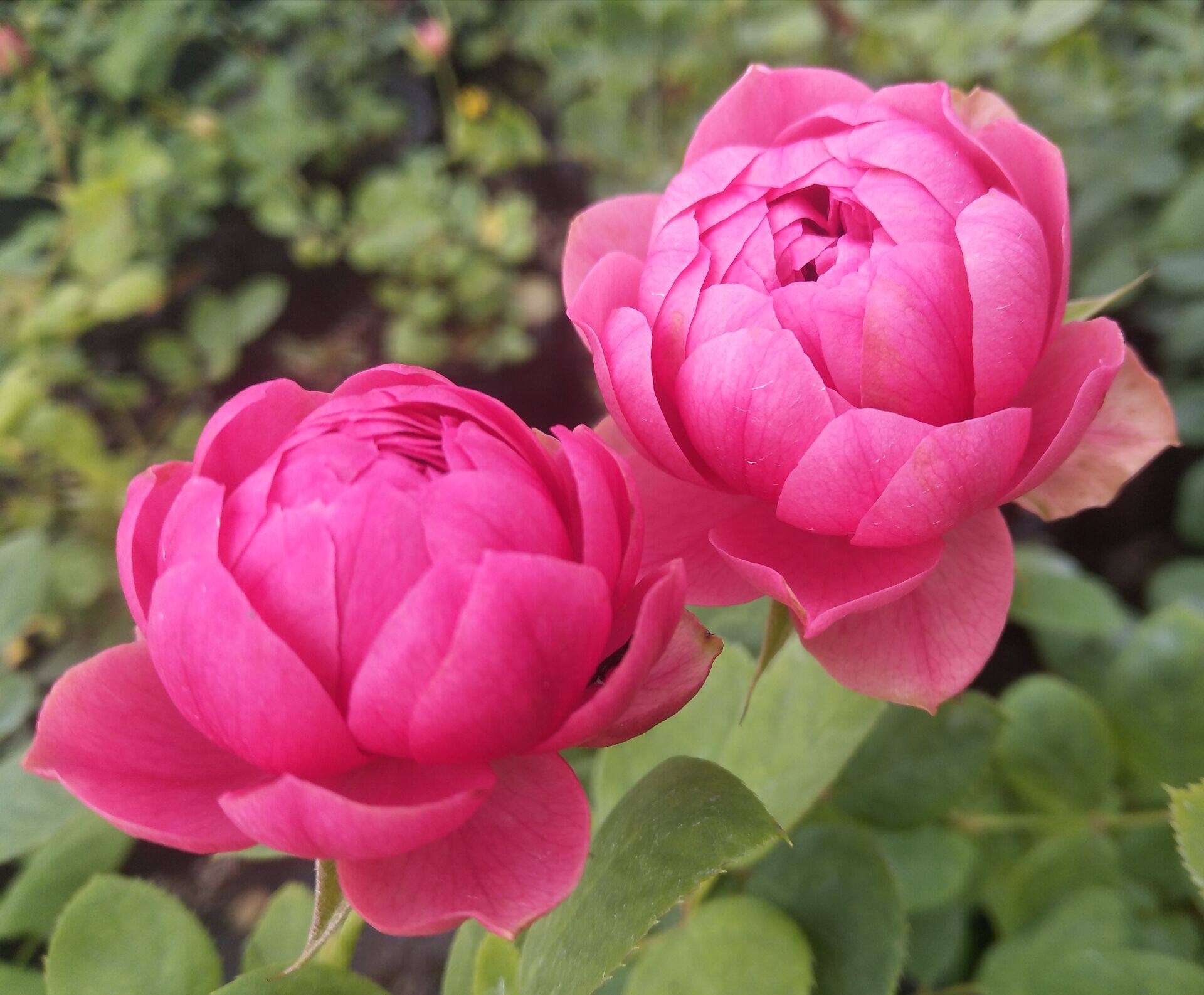 小花农月季坞莲花宝石枫叶玫瑰多花大花月季玫瑰绿植庭院露台花卉