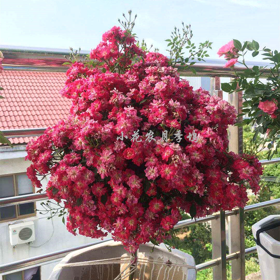 小花农月季坞欧月正版红莲四季多花月季玫瑰盆栽庭院露台阳台花卉