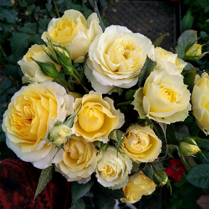 小花农月季坞欧月天秤座大花多花月季玫瑰苗绿植盆栽庭院阳台花卉