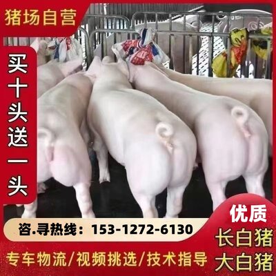 猪仔活苗国寿黑母猪太湖母猪苗苏太黑猪仔苗长白母猪仔外三元仔猪