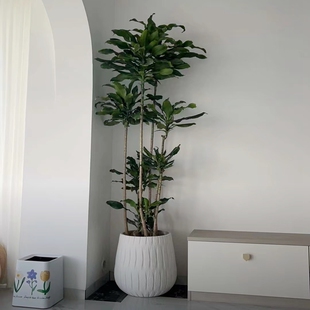 室内花卉懒人耐旱植物大螺纹铁大型客厅盆栽 办公室绿植好养活四季