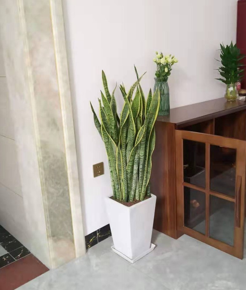 金边虎皮兰大虎尾兰 新房装修吸甲醛植物 净化空气卧室绿植大盆栽