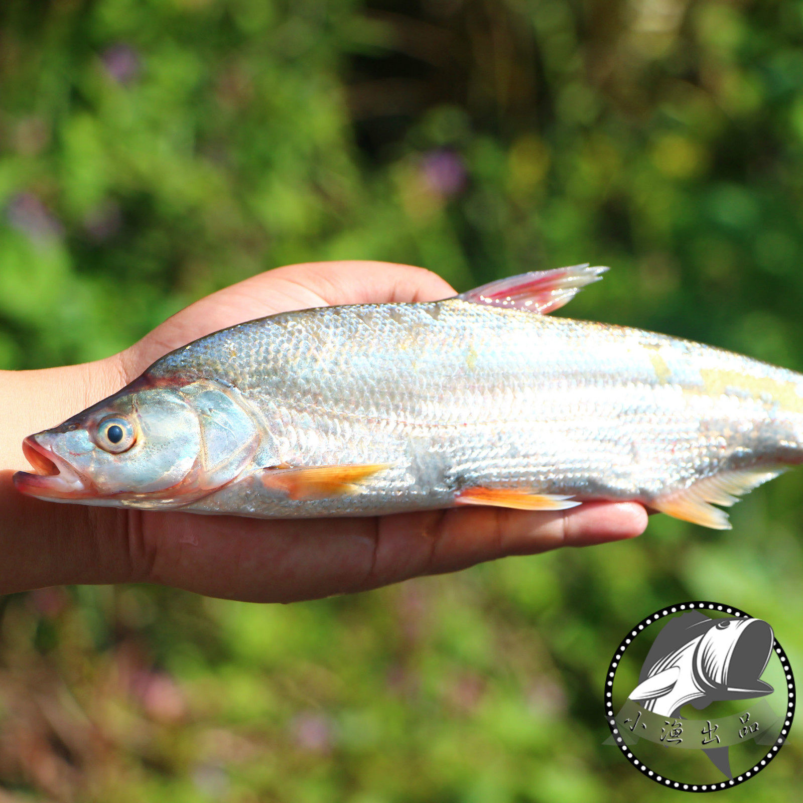 千岛湖鱼红珠鱼  野生红珠鱼鲜活红尾巴淡水红鲌淡水鱼500g