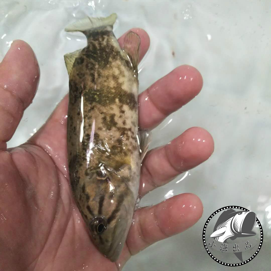 千岛湖野生活体斑鳜鱼 桂鱼 老虎鳜原生鱼斑鳜有机淡水熬花鱼桂鱼