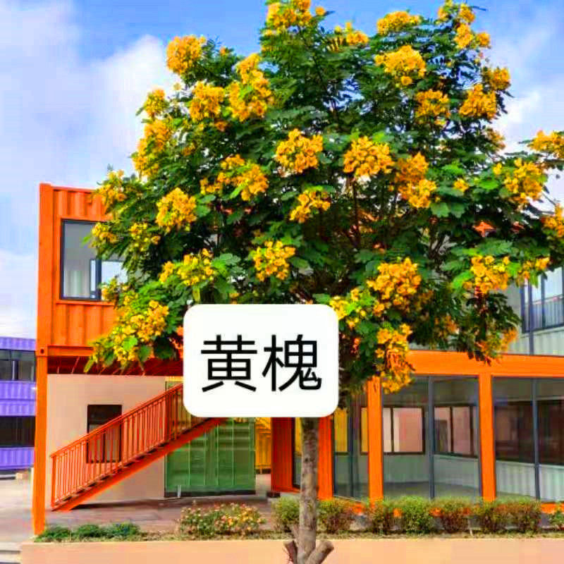 食用香花槐树苗富贵树槐花苗