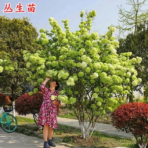 庭院植物木本绣球花苗