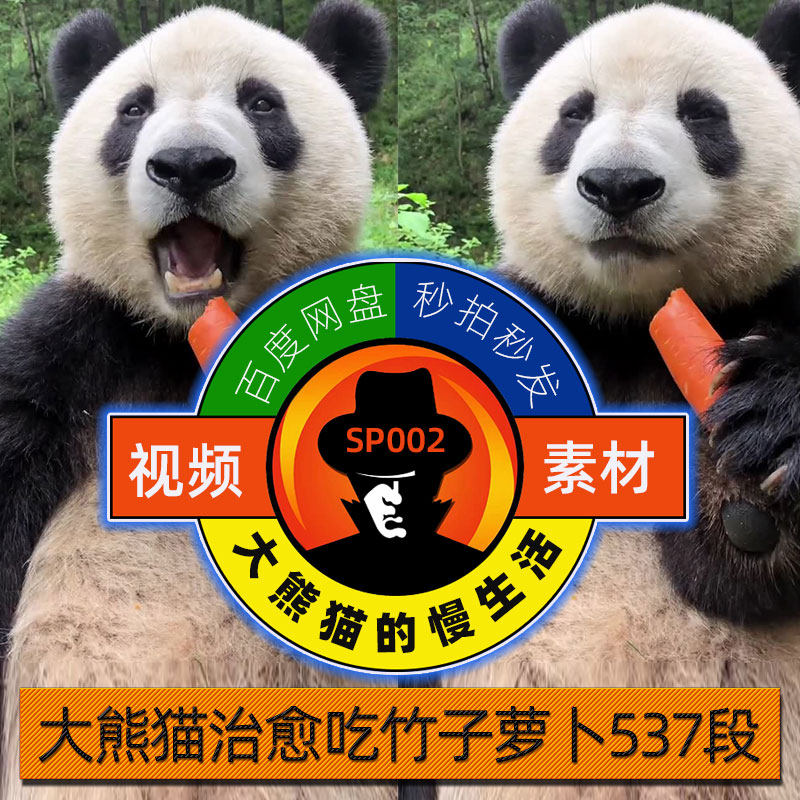 大熊猫慢生活治愈吃播视频高清吃竹子玩耍呆萌可爱抖音剪辑素材