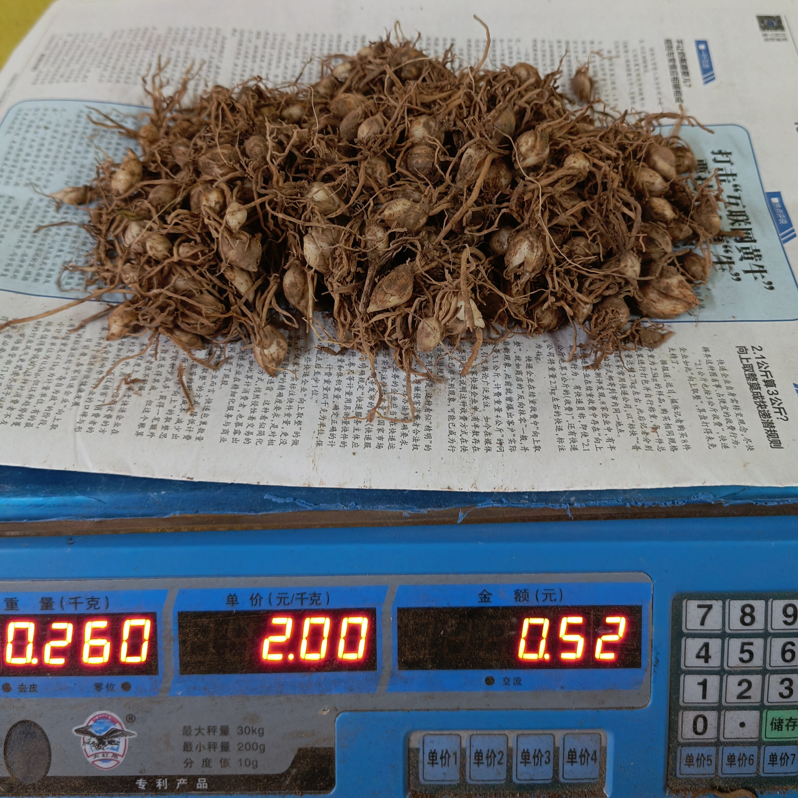 兰州食用甜百合种球百合苗种植苗带根种500克头数是1斤的大约个数