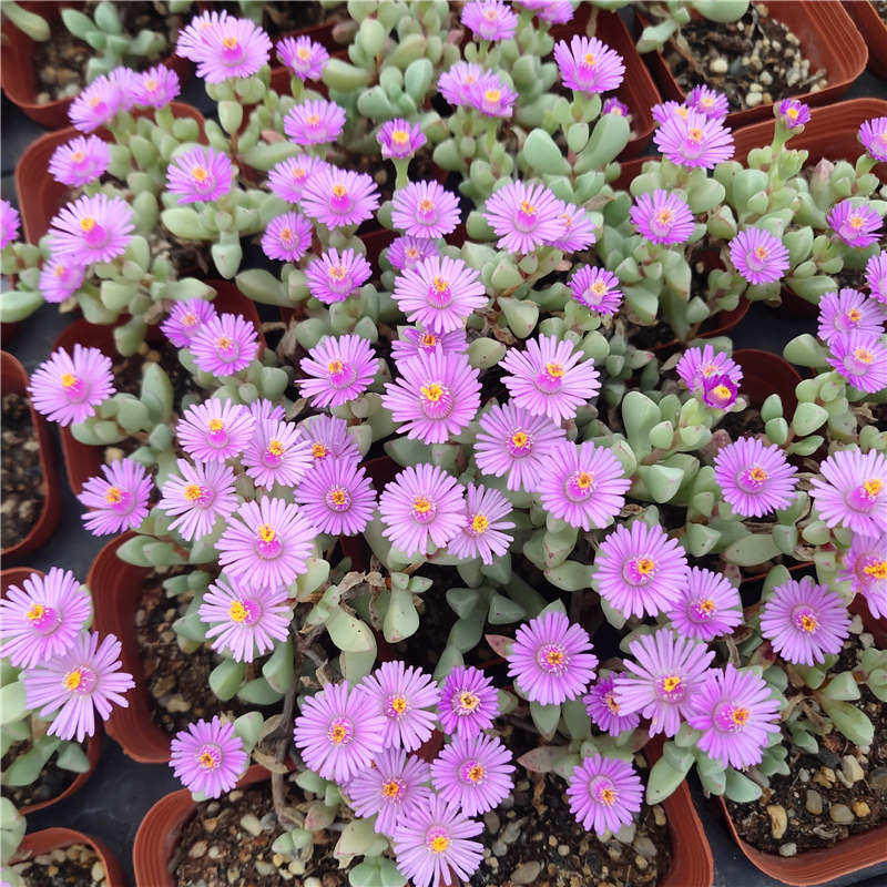 白凤菊小老桩群多肉植物番杏科开花美观绿植小盆景办公桌净化空气