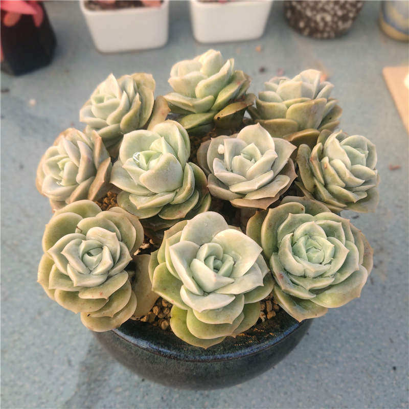 网友分享在meiguo.com的图片