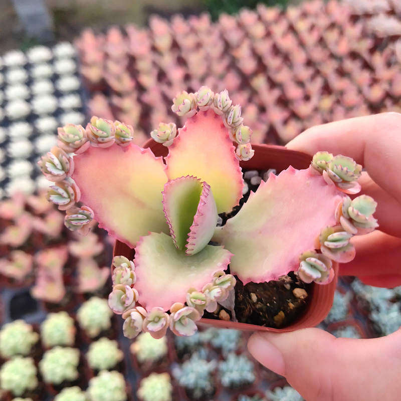 多肉植物 宽叶不死鸟 蕾丝公主 落地 净化空气防辐射紫涵园艺新品