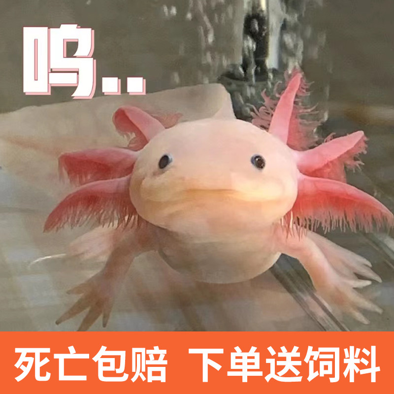 蝾螈幼体六角恐龙鱼宠物观赏鱼六角龙鱼活物好养不打氧冷水四脚鱼