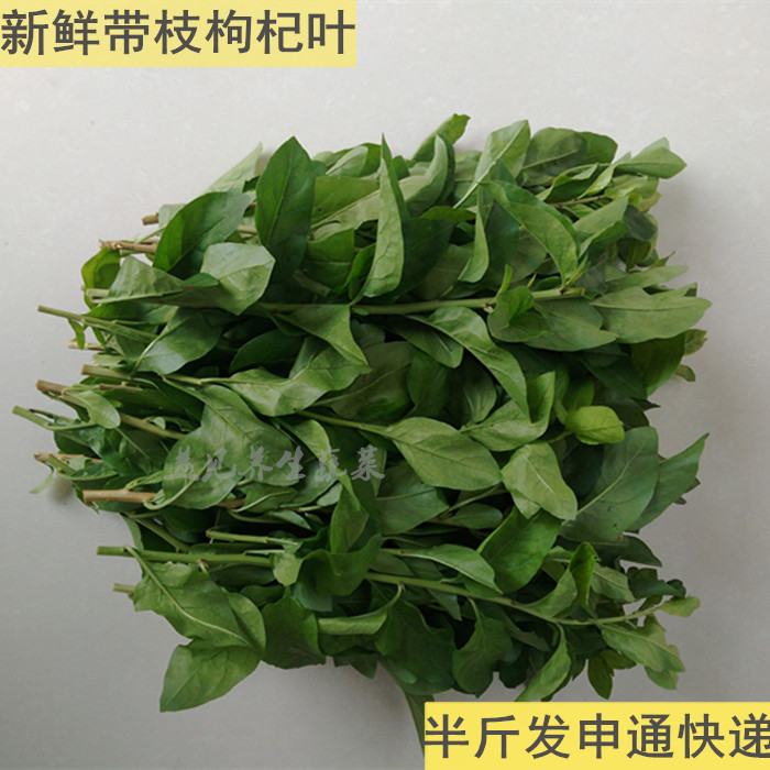 新鲜食用枸杞叶枸杞菜带枝半斤土楼特产清火益眼自有种植基地发货