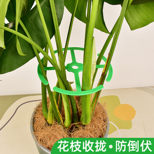 龟背竹支撑杆固定神器植物防倒伏收拢架花支撑架园艺绿植支架聚拢