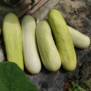 白黄瓜新鲜湖北白玉黄瓜农家自种老品种应季蔬菜5斤3斤