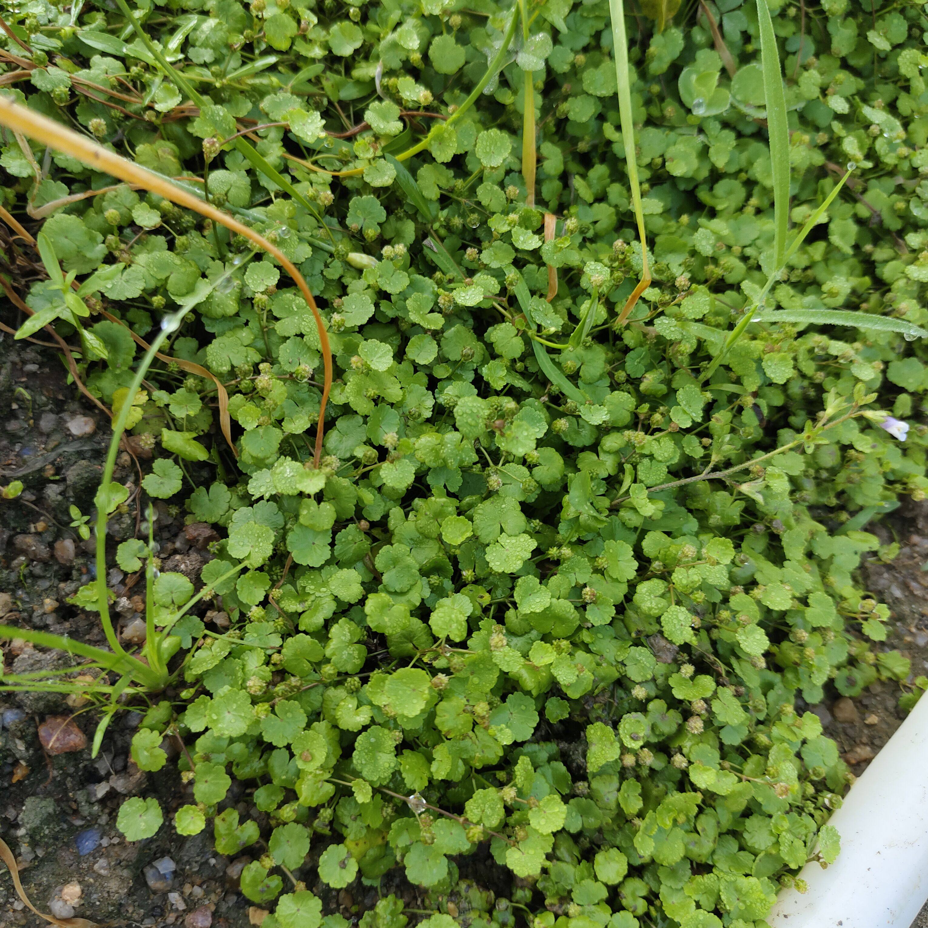新鲜土地锦 遍地锦植物天胡荽新鲜叶子 铺地锦星秀草 新鲜满天星