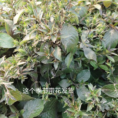 马蓝黑面将军枝叶新鲜现剪枝叶乌面将军 脆叶马兰 黑面将军盆栽