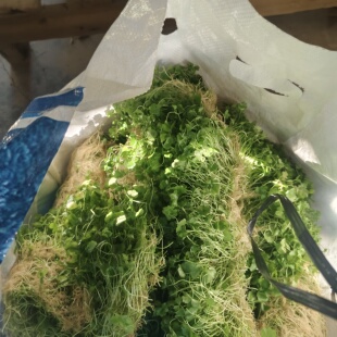 天胡荽破铜钱新鲜遍地锦种植苗 新鲜土地锦绿植 新鲜天胡荽盆栽