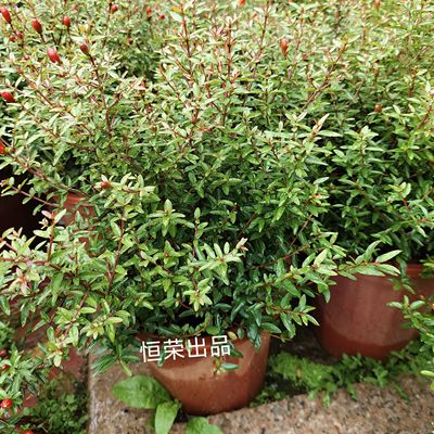 小叶石榴花盆栽潮汕仙草喜事红花石榴花吉祥草阳台净化空气盆栽喜