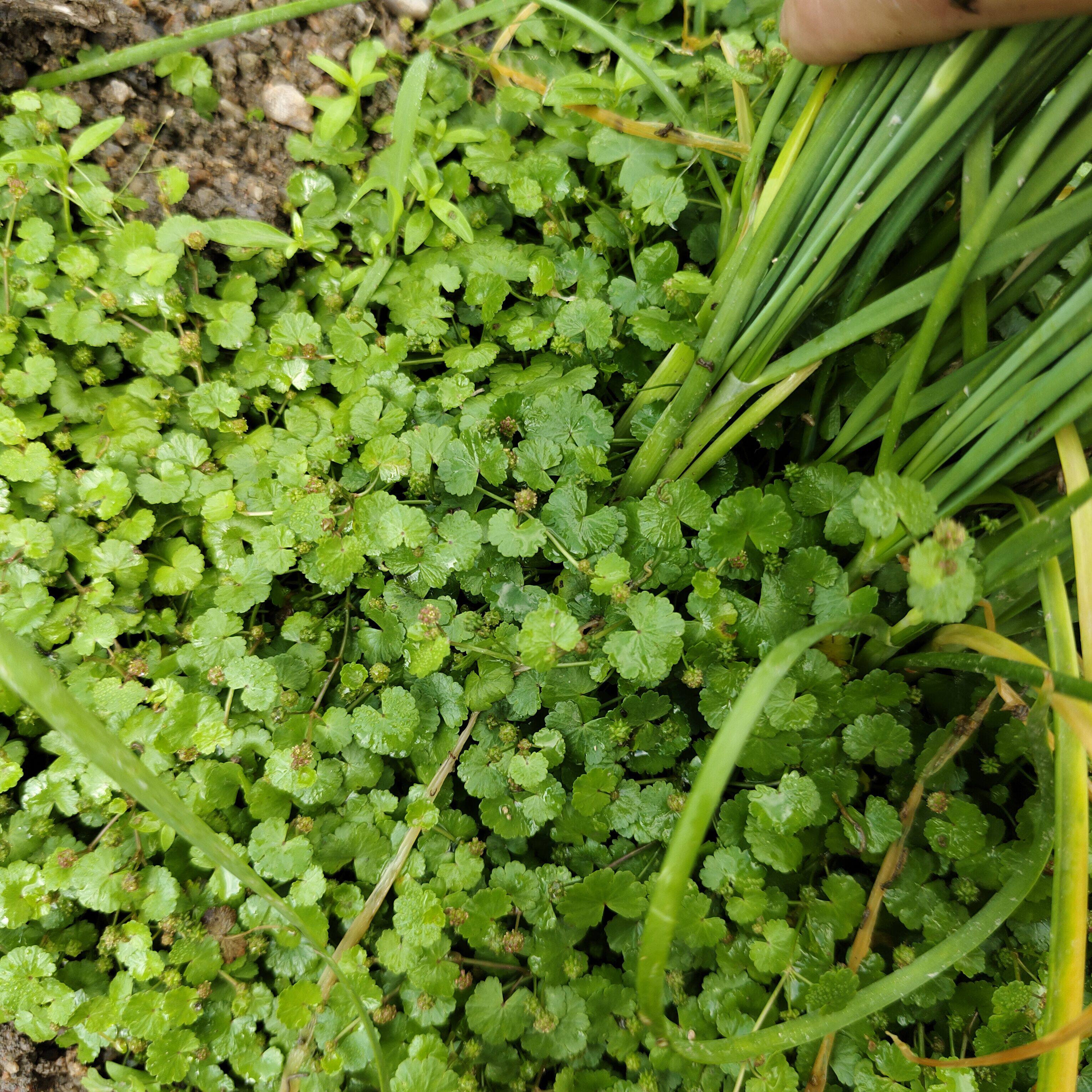 潮汕中草药新鲜铺地锦新鲜天胡荽 植物星秀草步地锦苗 遍地锦叶子