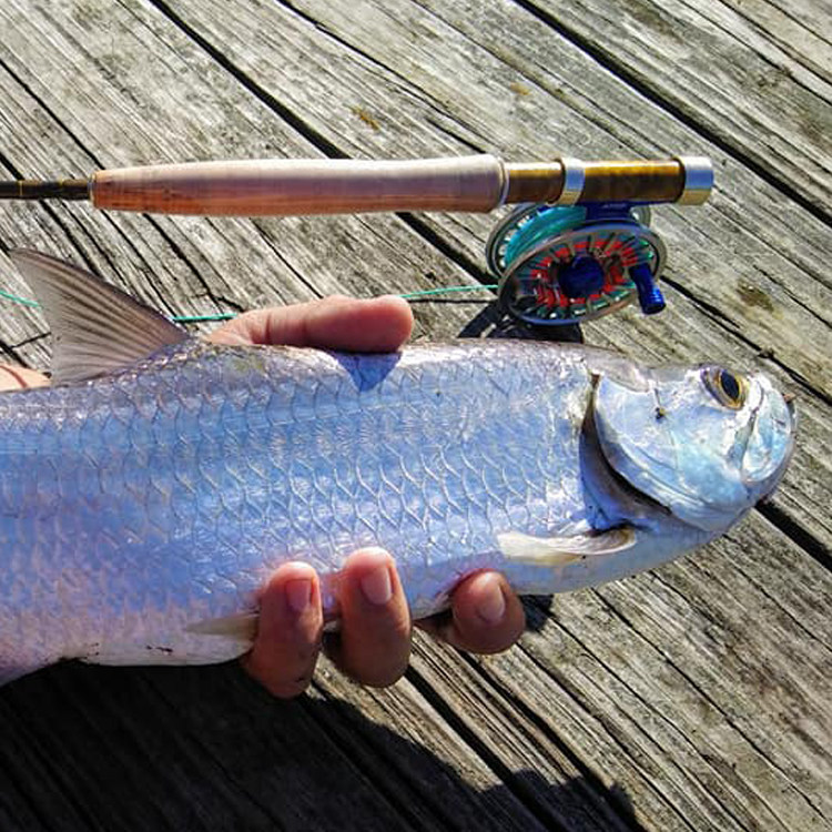 maxcatch飞蝇钓碳素旅行竿 v-feather 123号小号飞杆白条翘嘴水库