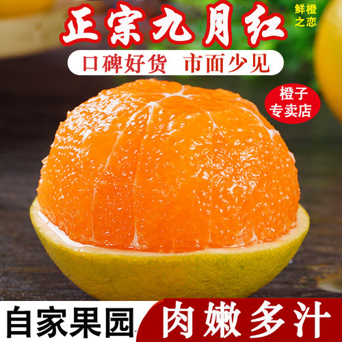 九月红果冻甜橙现摘现发顺丰包邮10斤大果孕妇新鲜当季水果脐橙子