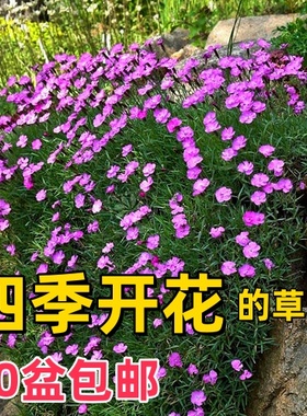 低矮草坪石竹花苗欧石竹苗带花四季开花常绿适合春天种的花苗耐寒