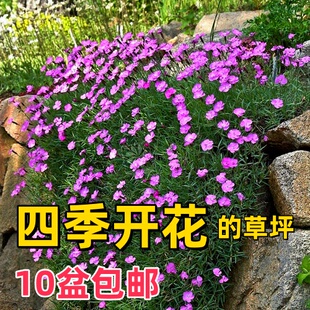 低矮草坪石竹花苗欧石竹苗带花四季开花常绿适合春天种的花苗耐寒