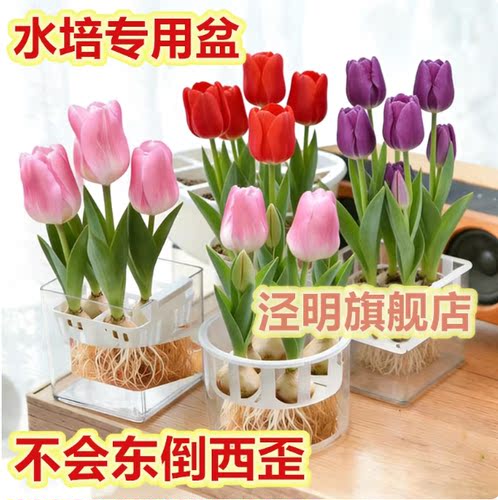 新品水培郁金香种球套装器皿种球