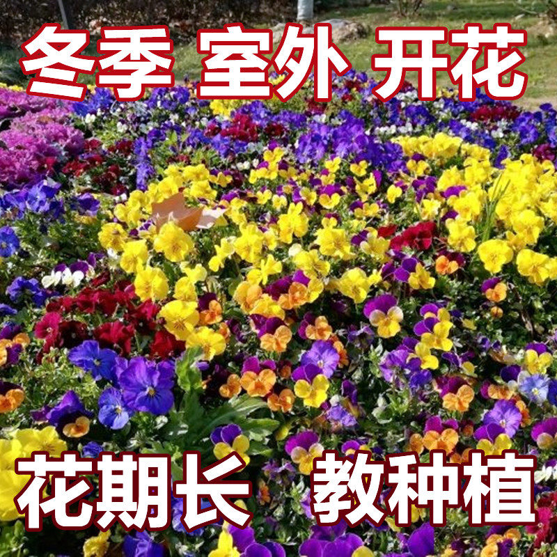 冬季开花花种子三色堇花籽庭院