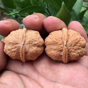 天然文玩核桃手把件野生云南铁核桃金元宝金蟾蛤蟆头疙瘩核桃把玩