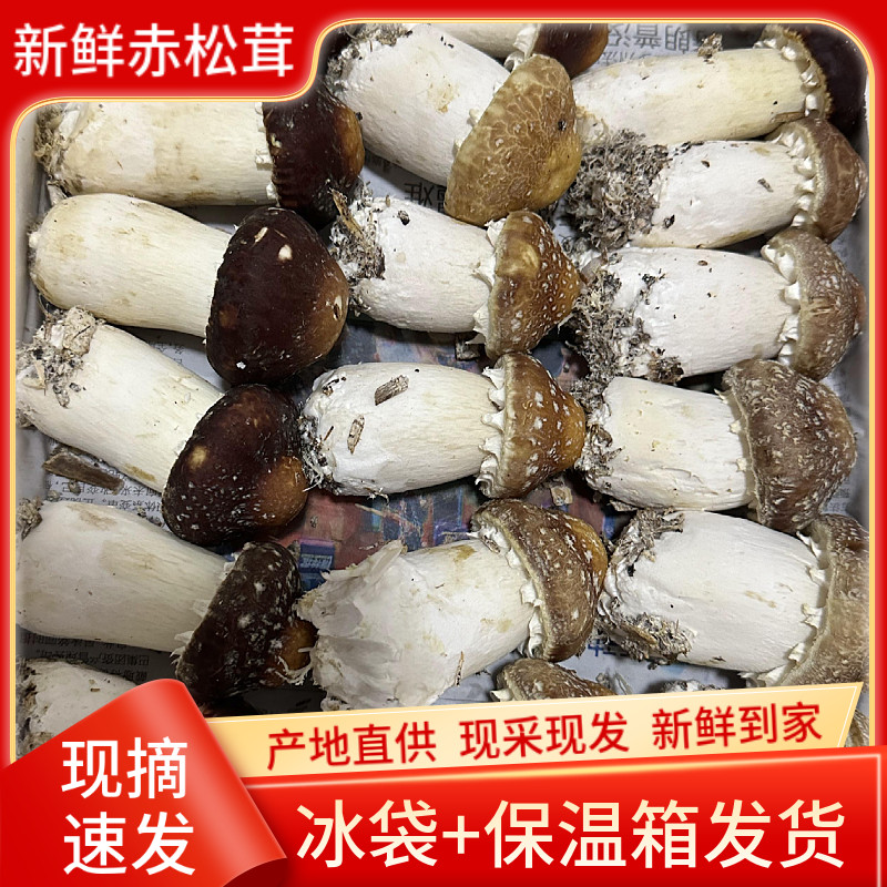 福建古田赤松茸新鲜现摘姬松茸大球盖菇当季食用菌菇蘑菇菌煲汤炒