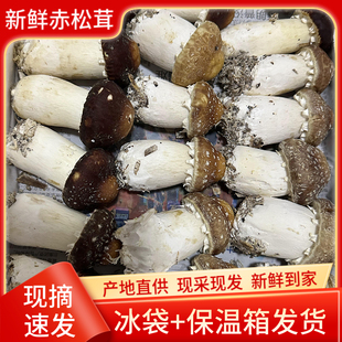 福建古田赤松茸新鲜现摘姬松茸大球盖菇当季食用菌菇蘑菇菌煲汤炒