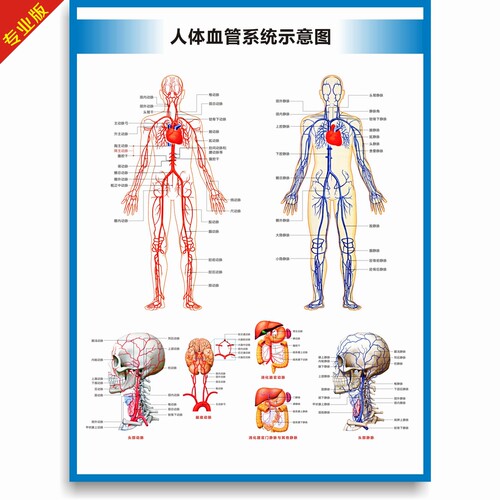 人体血管血液循环系统结构图