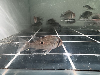 进口野生瓦瑞尼月亮宝石南美食土鲷草缸活体淡水热带鱼观赏鱼