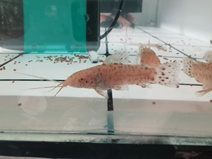 白子战车鼠索诺卡顿战车鼠白化战车老鼠鱼观赏鱼工具底栖鱼活体