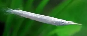 水银针鱼白金银水针热带鱼稀有小鱼小型上层灯科鱼迷你鲟鱼斑节鳉