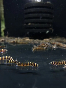 苦力泥鳅鱼she仔鱼苦力热带鱼除吃蛋白虫涡虫虾缸清洁鱼工具鱼