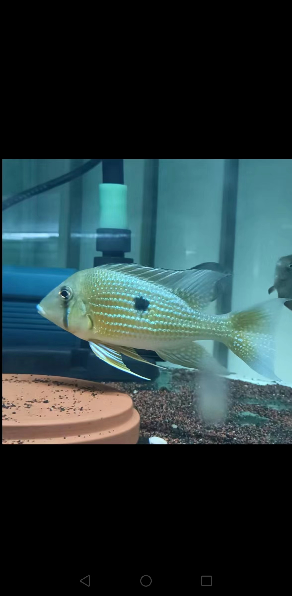 苏里南泪眼关刀食土鲷热带鱼南美混养性格温顺易饲养中下层翻砂鱼