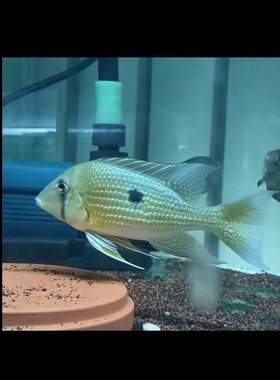 苏里南泪眼关刀食土鲷热带鱼南美混养性格温顺易饲养中下层翻砂鱼