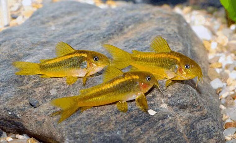 金线绿金线金鼠鱼金鼠活体南美进口淡水F1观赏鱼热带鱼活体底栖鱼