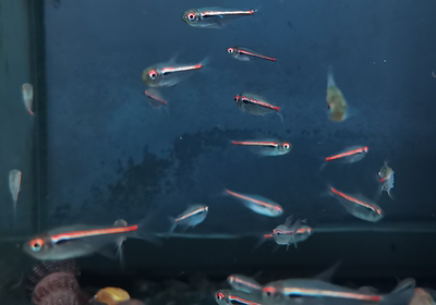 阿帕南美高端群游原生已定灯科鱼